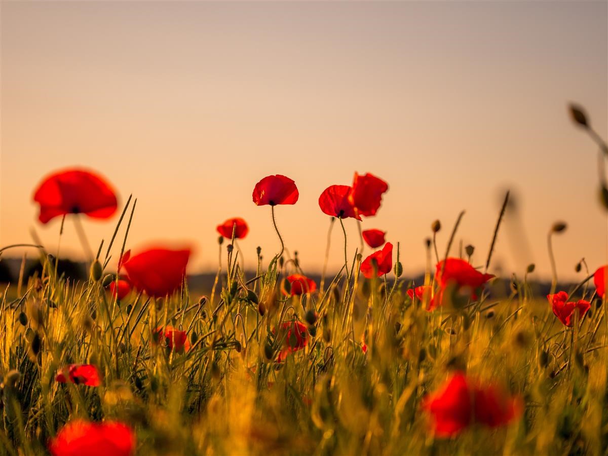 Remembrance Day at Seneca