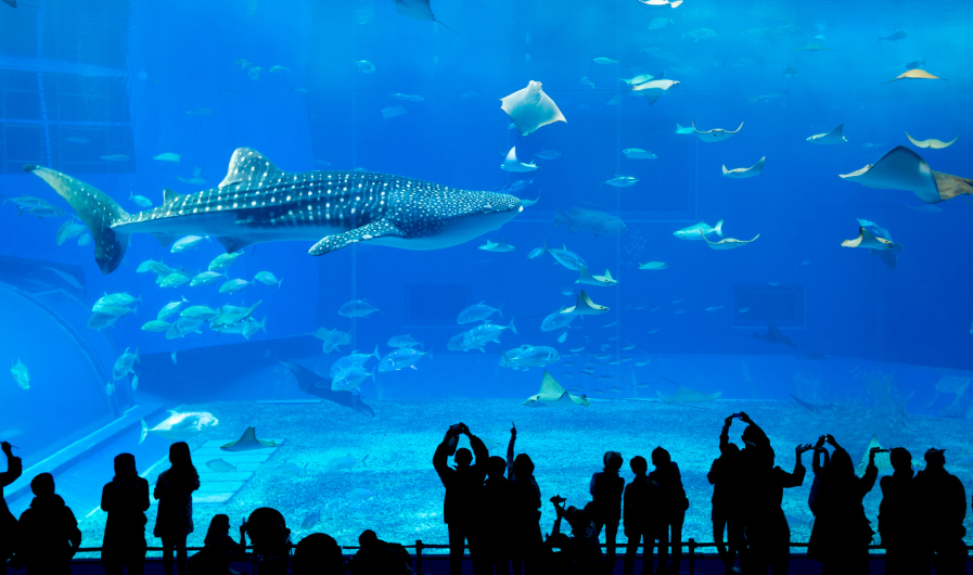 Ripley's Aquarium Anytime ticket!