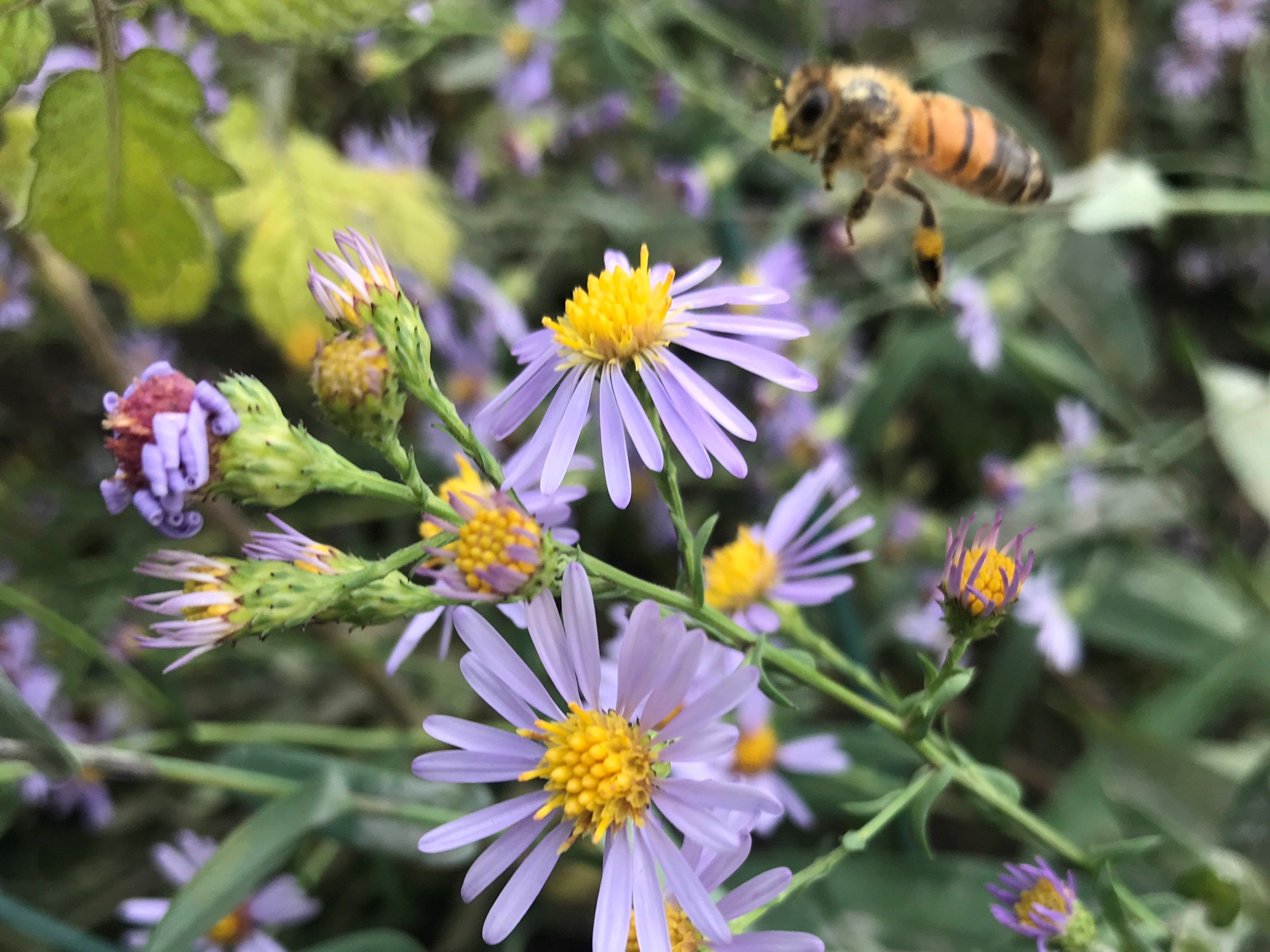 Grow your garden with the WWF-Canada Seed Orchard Project