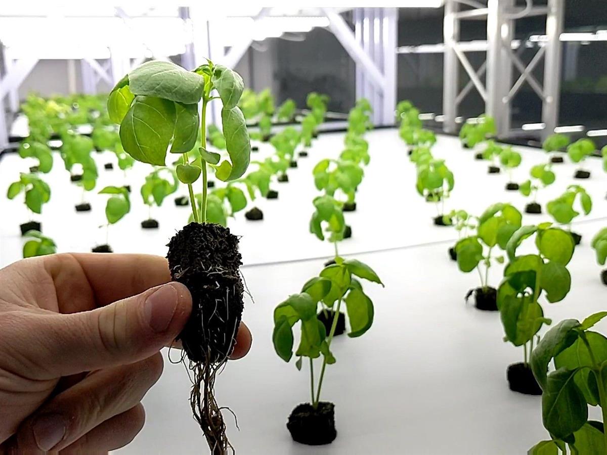 Taking vertical farming to the next level