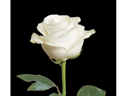 Participate in the 16 Days of Activism campaign