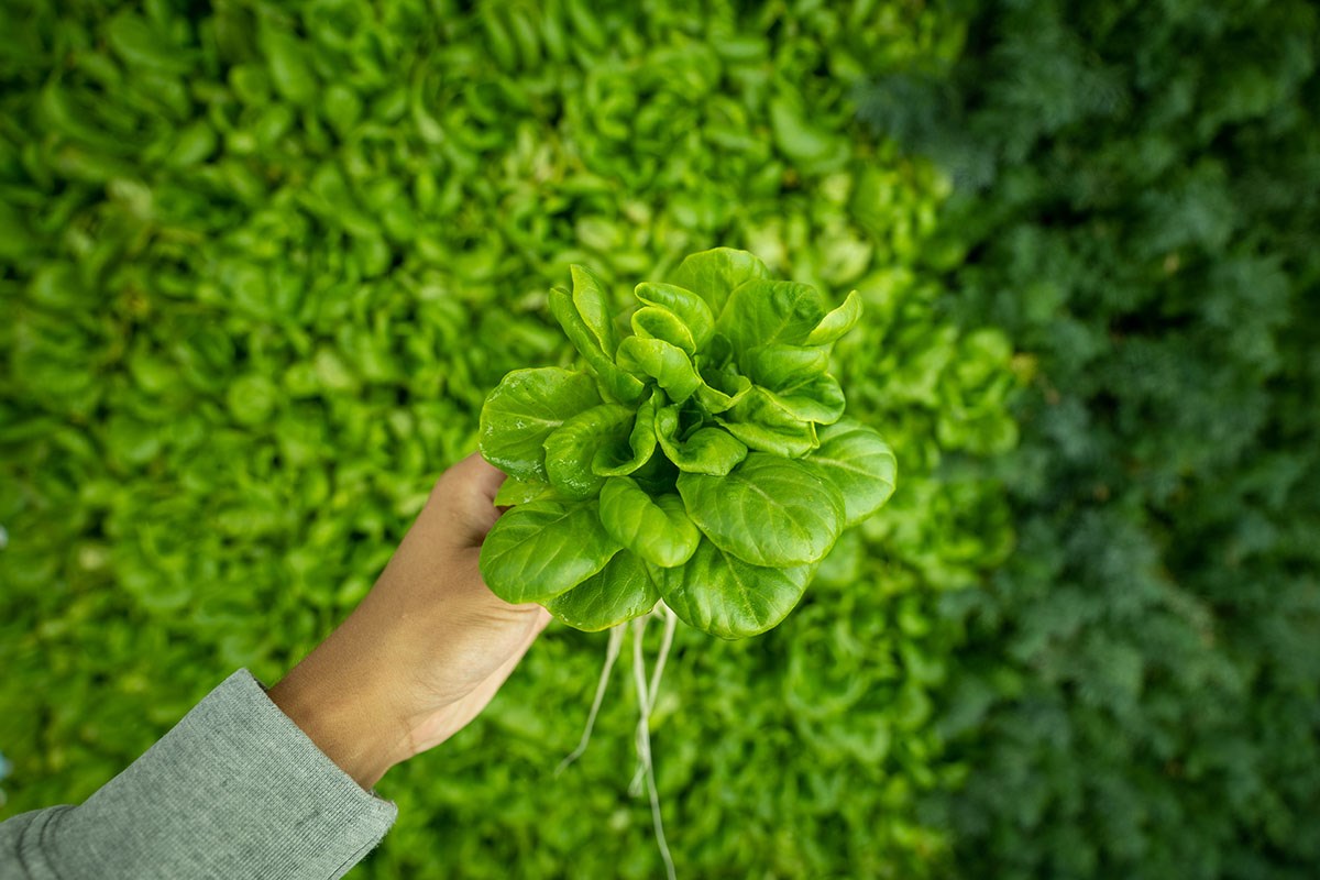 The Seneca Farm. The green wall.