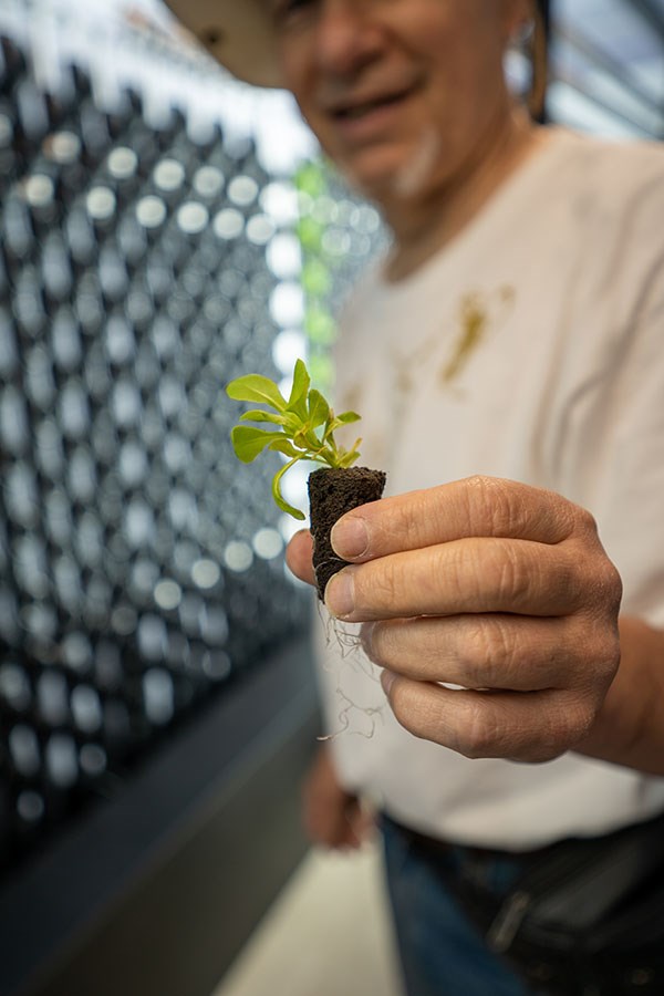 The Seneca Farm. Transplanting