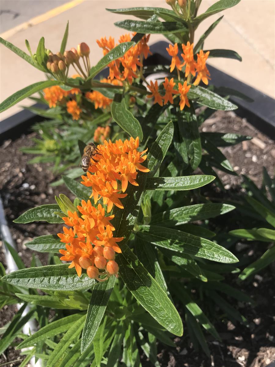 Butterflyweed flowers and bees