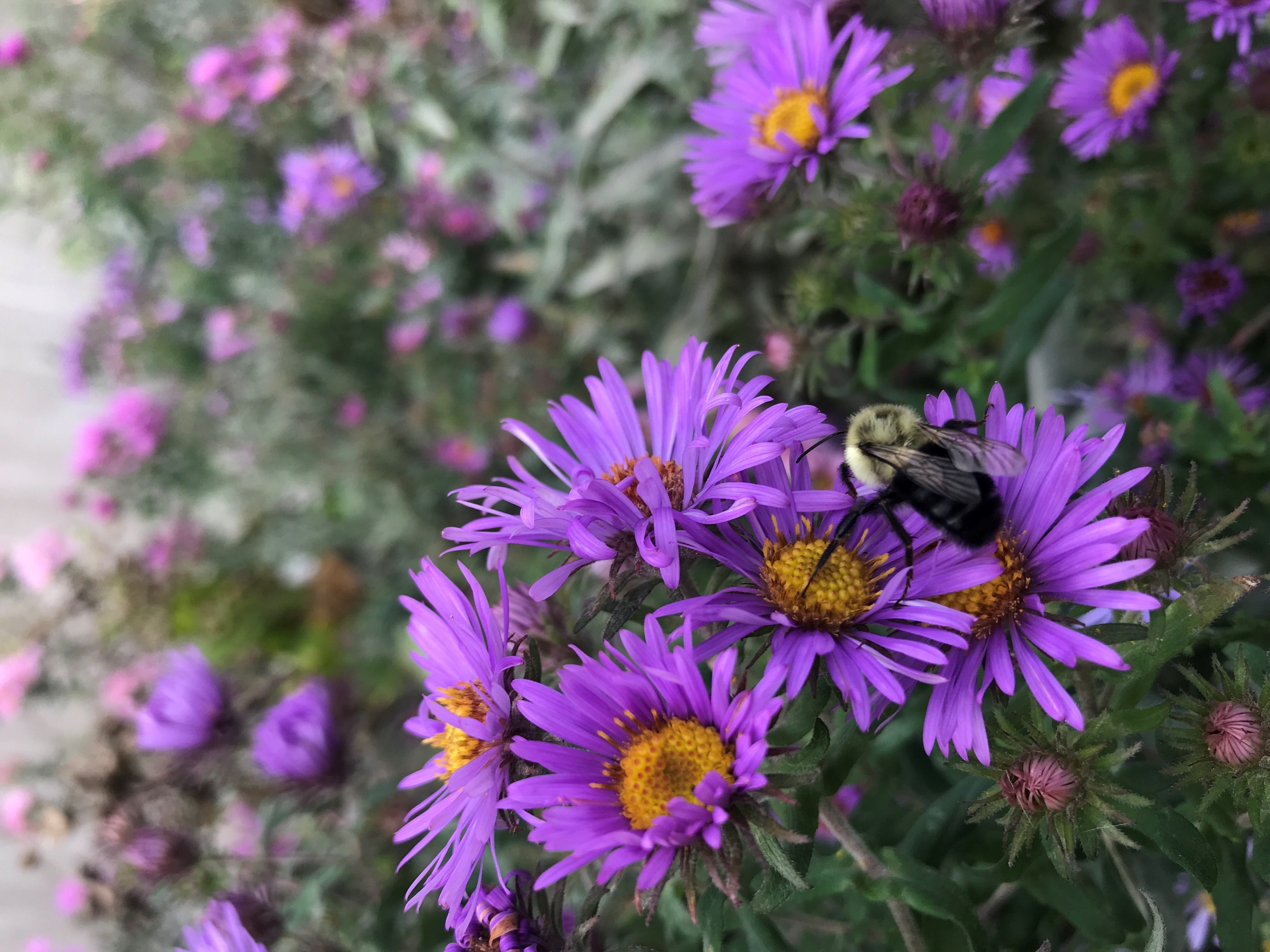 World Bee Day Lunch & Learn