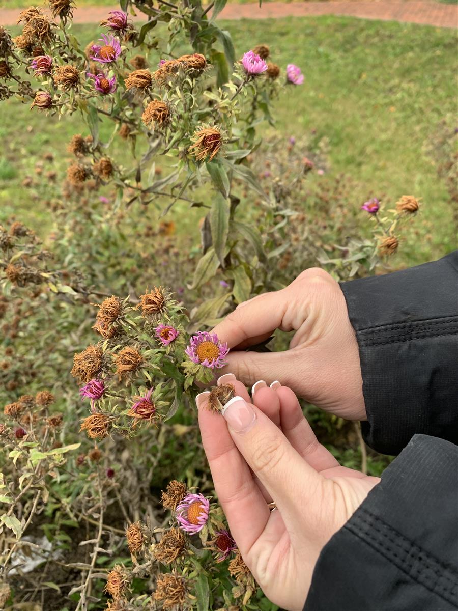 Collecting Asters seeds