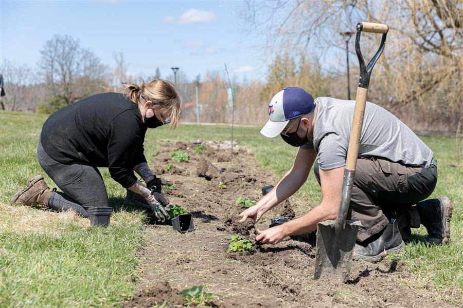 WWF Forest garden project at King Campus led by Daniel Mack, Environmental Landscape Management student