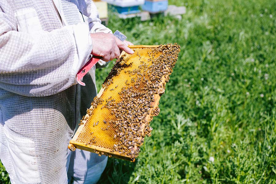 Seneca Bee Hives