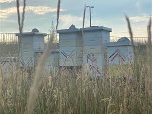 Seneca Beehives