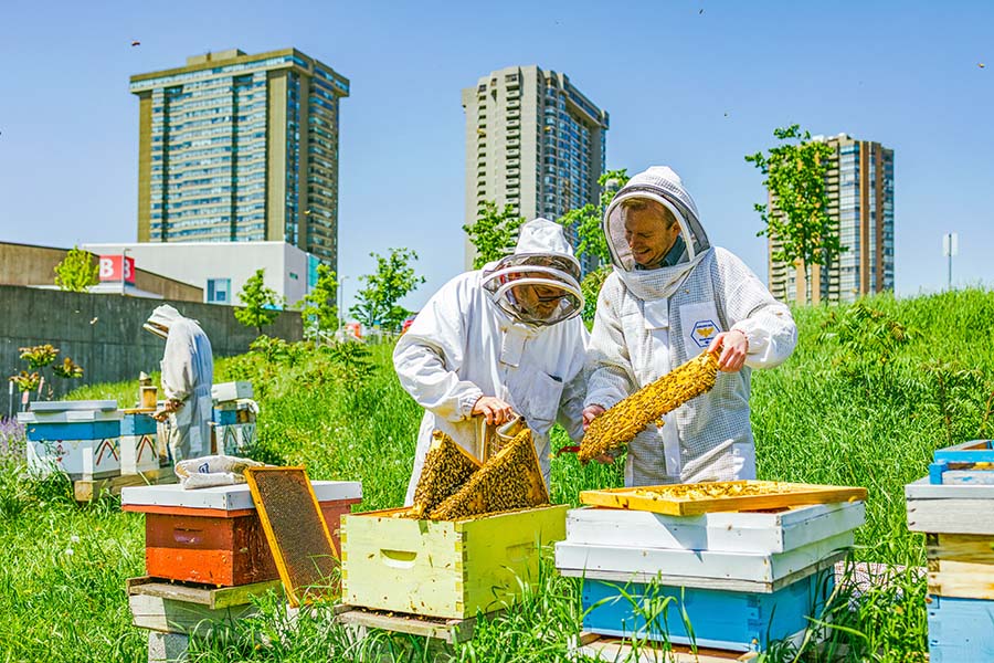 Seneca Beekeepers