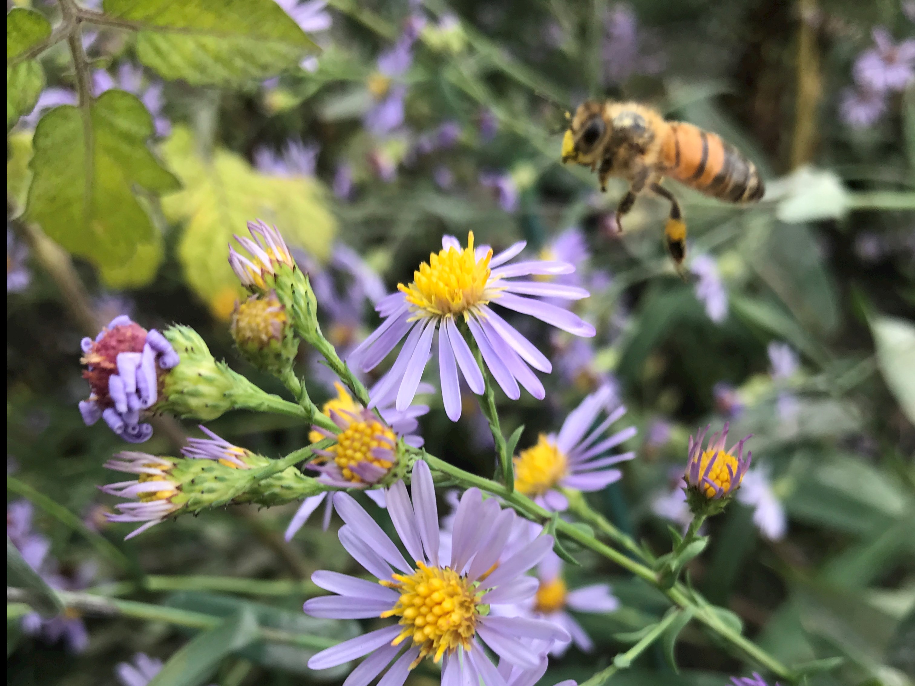Sustainable Seneca - Beehives