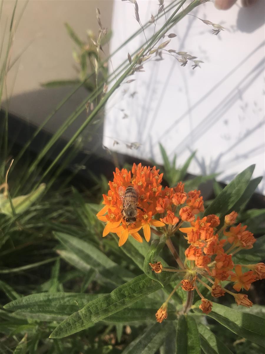 Butterflyweed and bee